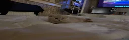 Scottish Fold cats for sale: Scottish fold / British short hair - Advert 5