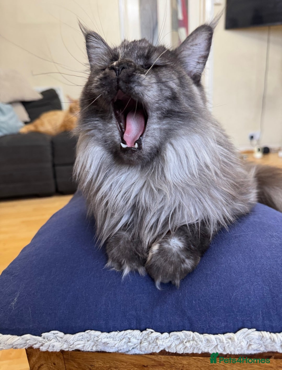 Maine Coon cats for sale: HURRY!! 10-MONTH-OLD MAINE COON KITTENS FOR SALE🐱 - Image 13