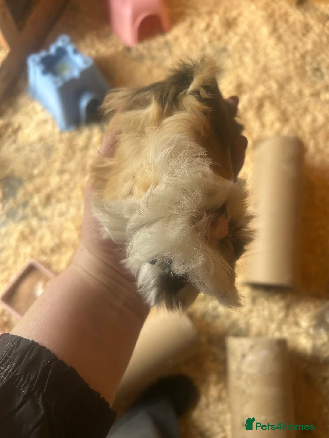 Guinea Pig rodents for sale: Longhair guineapigs  - Advert 2