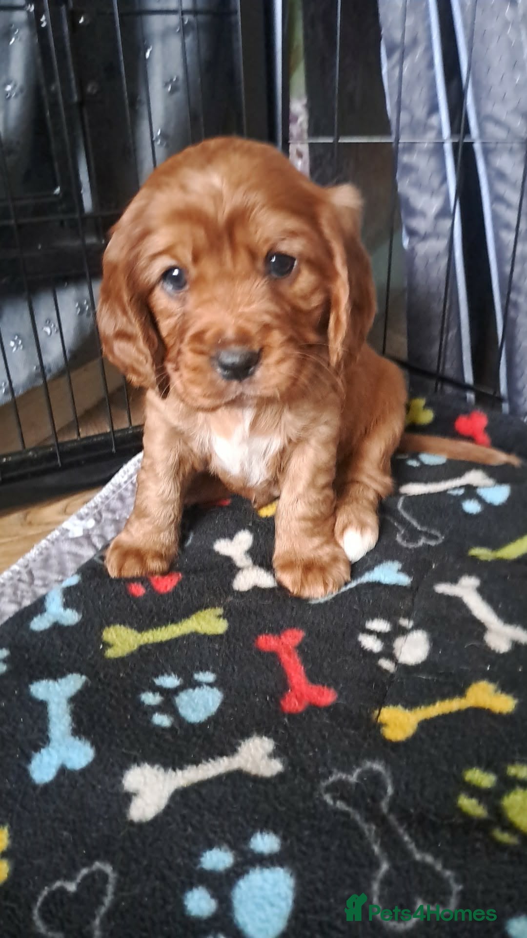Cockalier dogs 🐶 Beautiful Cockalier Puppies 🐶 just 2 left!  - Advert 1