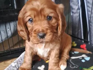 Cockalier dogs 🐶 Beautiful Cockalier Puppies 🐶 just 2 left! - Advert 2