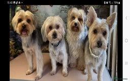 Yorkshire Terrier dogs for sale: Biews yorkshire terriers  - Image 14