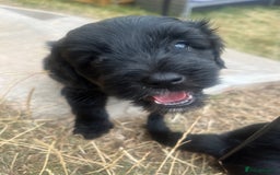 Mixed Breed dogs for sale: Beautiful Cockapoo x Jackapoo female puppy  - Image 1