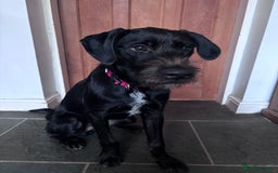Mixed Breed dogs for adoption: 🐾 Meet Yukon – Your New Best Friend! 🐾 - Image 2