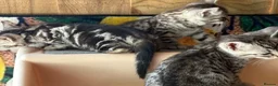 Bengal cats for sale: Bengal beautiful  - Advert 11