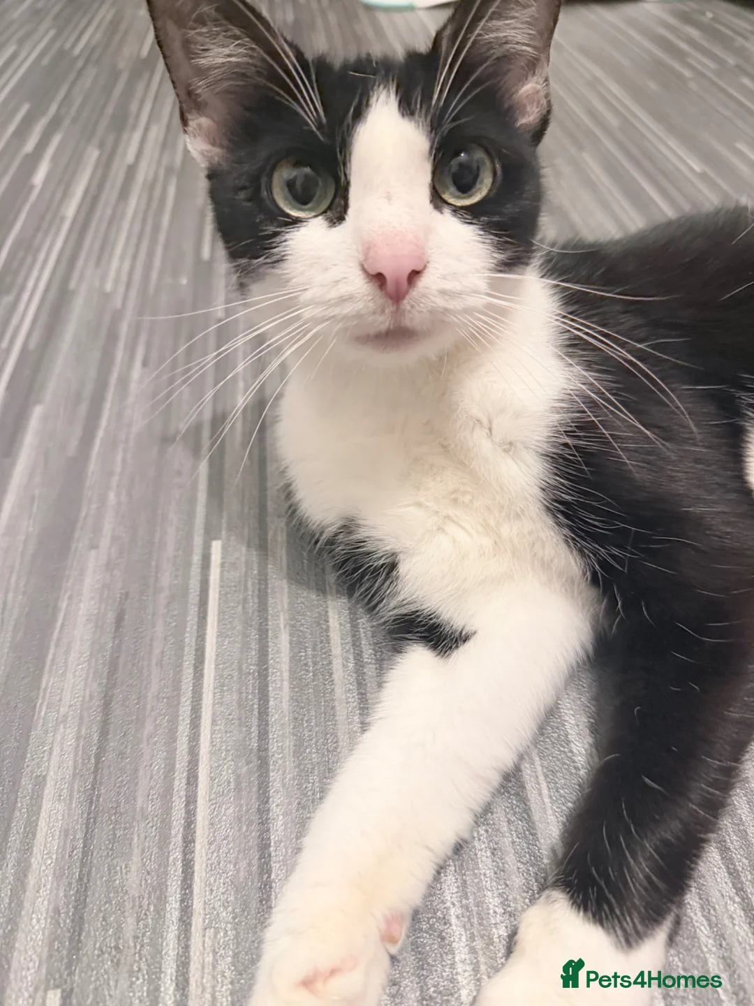 Mixed Breed cats for sale: 6 male kittens  in Stevenage - Advert 1