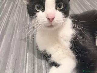 Mixed Breed cats 6 male kittens - Advert 2