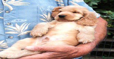 Cocker Spaniel dogs - Advert 7