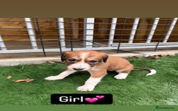 Mixed Breed dogs for sale: Pure saluki-greyhound puppies  - Advert 4