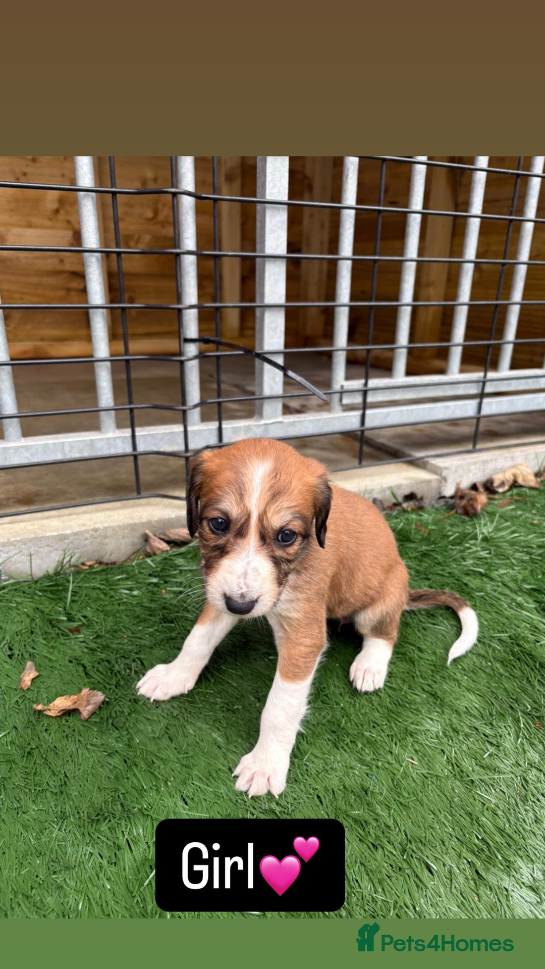 Mixed Breed dogs for sale: Pure saluki-greyhound puppies  - Advert 4