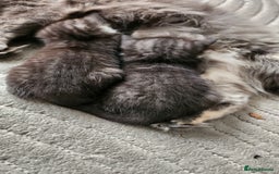 Mixed Breed cats for sale: Half maincoon half domestic tom - Image 9