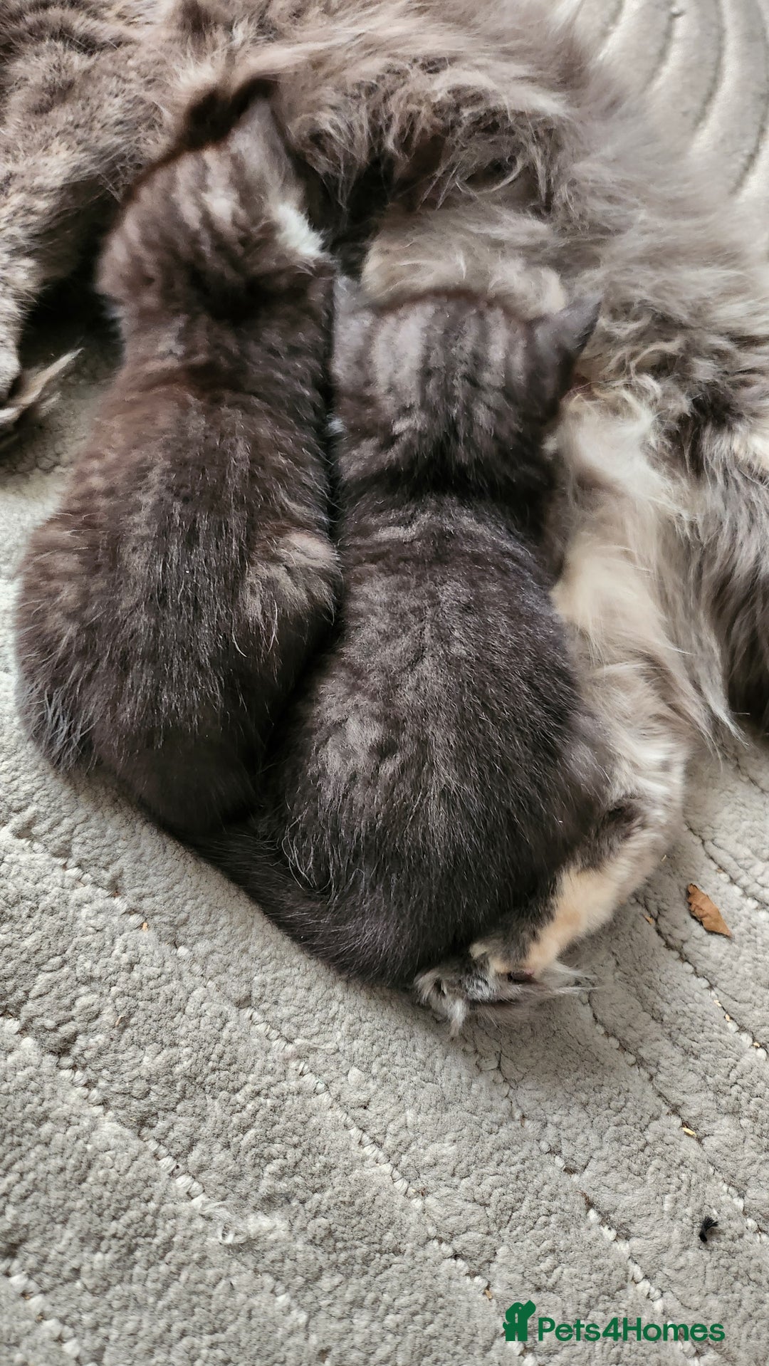 Mixed Breed cats for sale: Half maincoon half domestic tom - Image 9