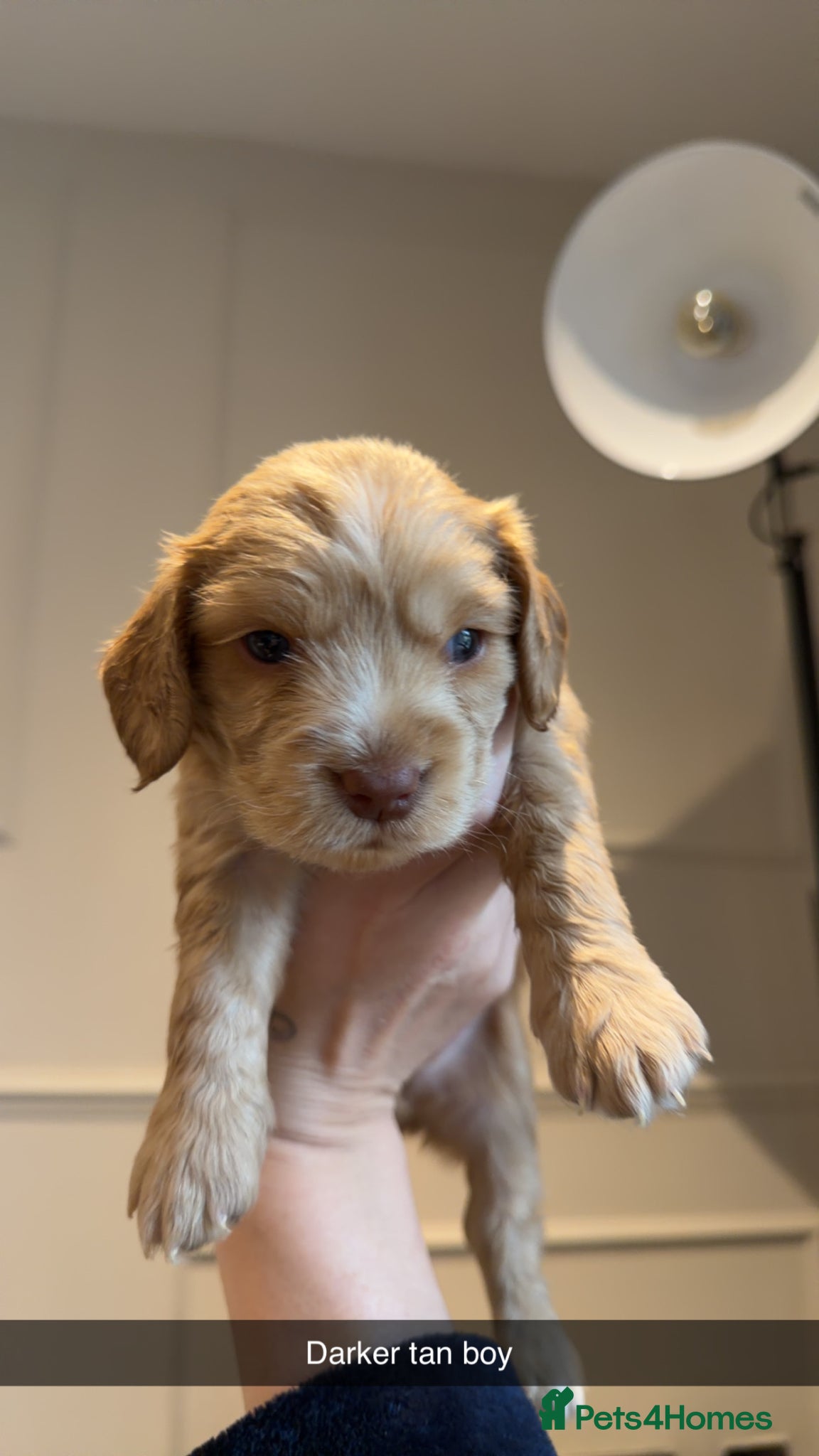 Cocker Spaniel dogs Beautiful Cocker Spaniel Puppies  - Advert 5