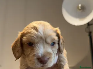 Cocker Spaniel dogs Beautiful Cocker Spaniel Puppies - Advert 4