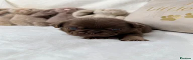 Pug 1
