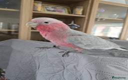 Cockatoo birds for sale: Galah Cockatoo - Advert 1