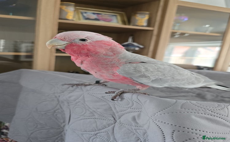 Cockatoo birds Galah Cockatoo - Advert 3