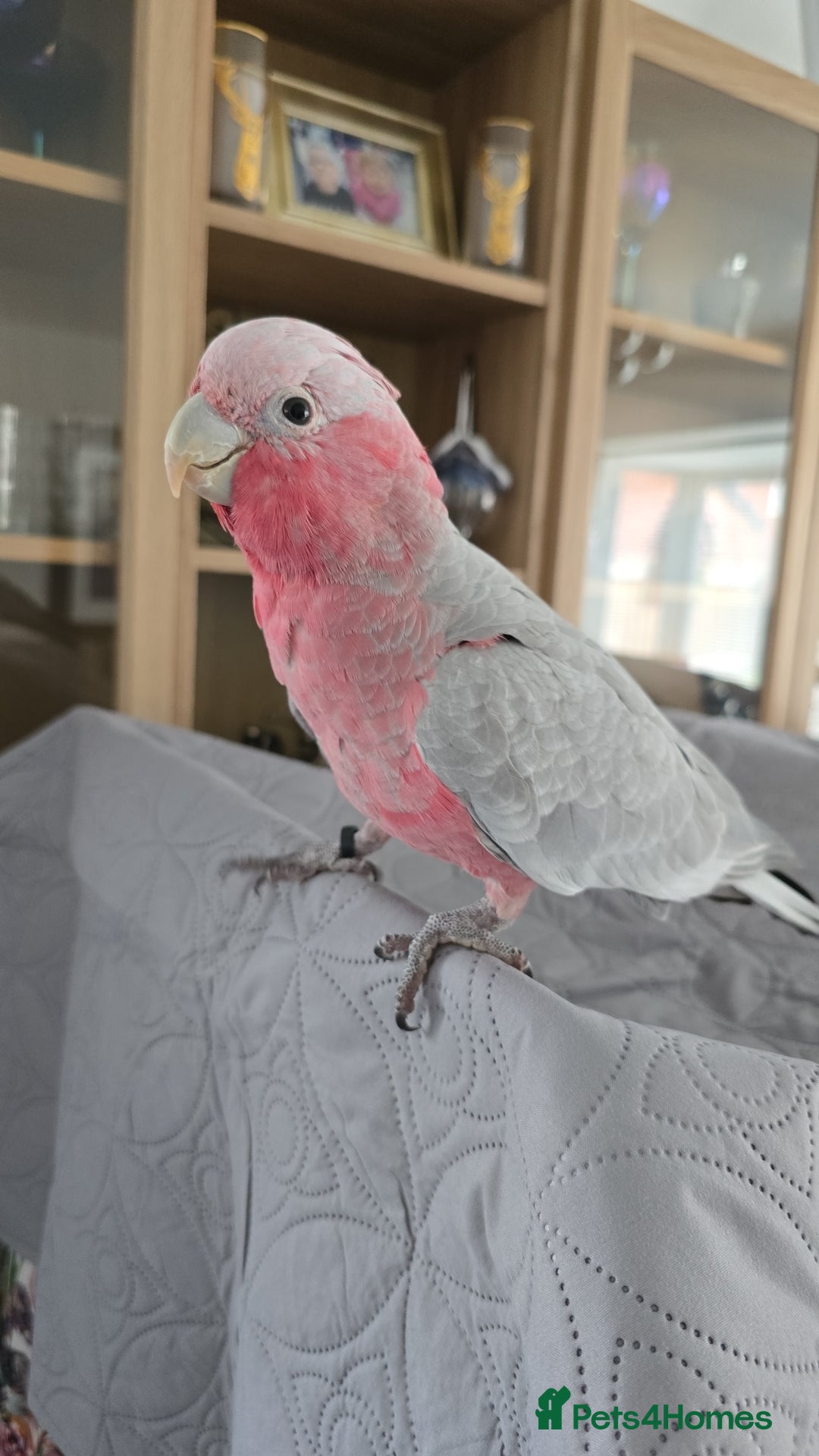 Cockatoo birds for sale: Galah Cockatoo - Advert 1