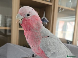 Cockatoo birds Galah Cockatoo - Advert 14