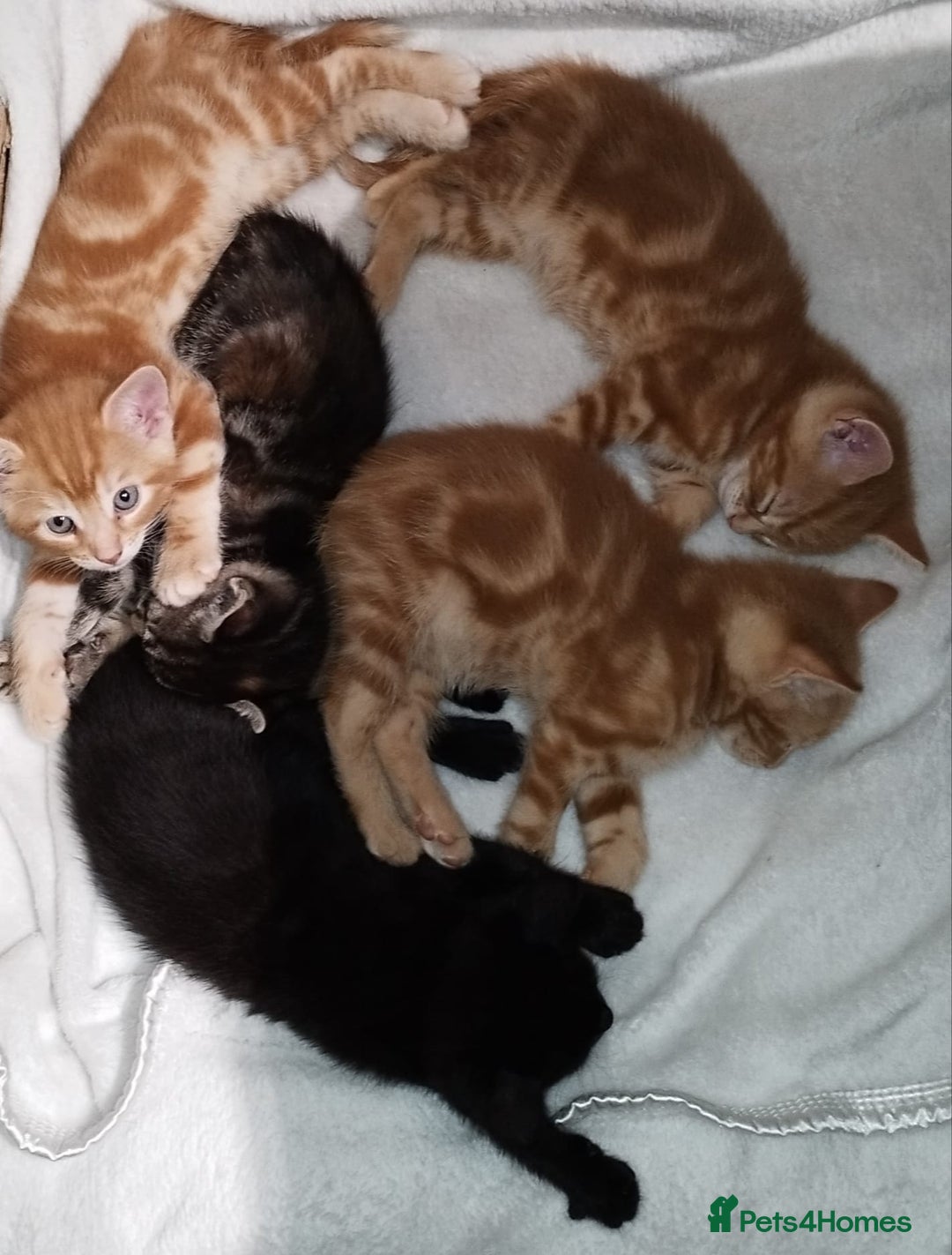 Mixed Breed cats for sale: Amazing, beautiful kittens 3 boys, 2 girls - Image 34