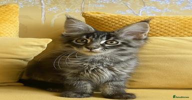 Maine Coon cats in Banbury - Advert 7