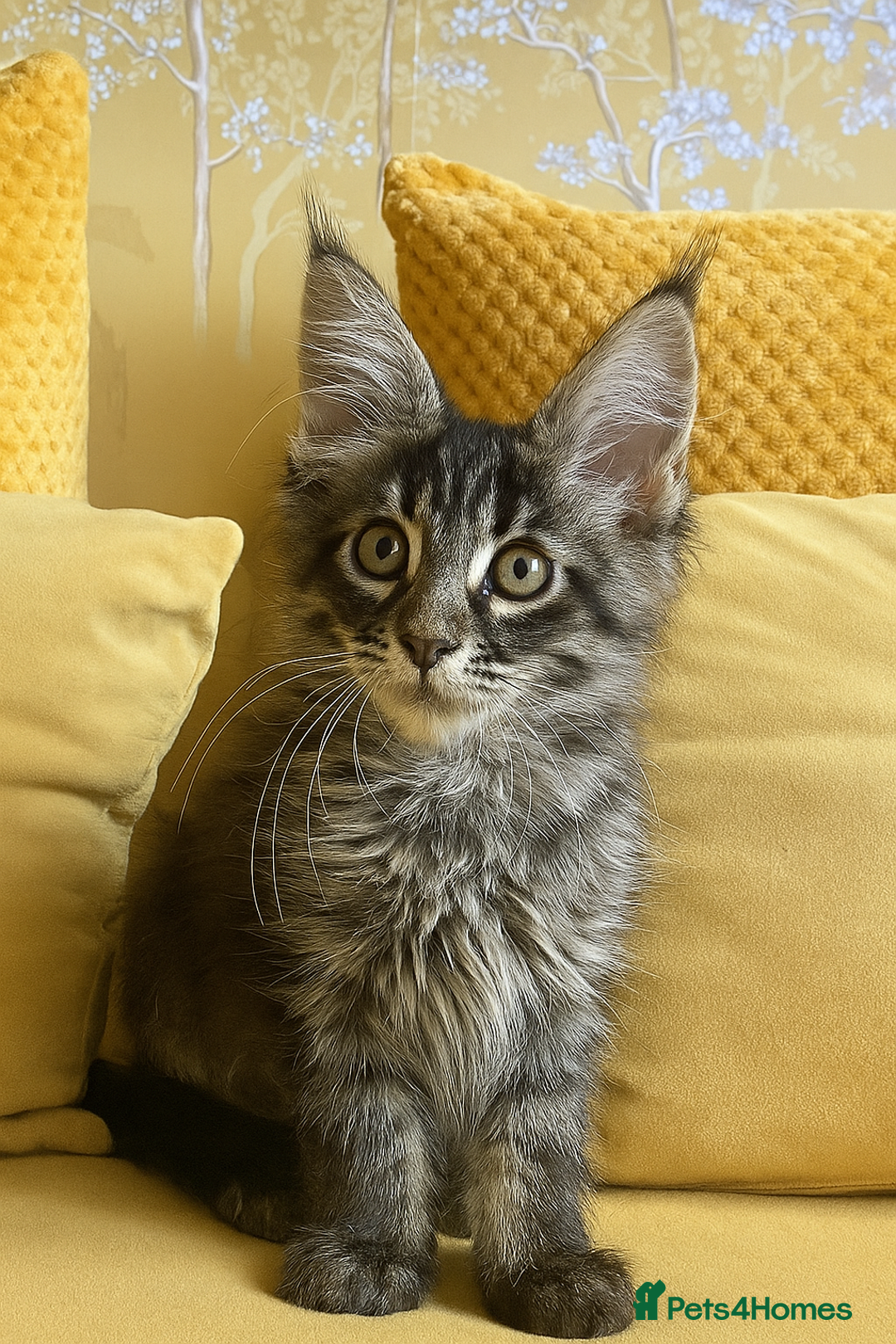 Maine Coon cats for sale: 🏡 GCCF Maine Coon Kittens – Only 1 Available  in Banbury - Image 6
