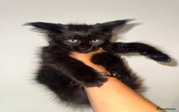 Maine Coon cats for sale: BLACK SMOKE 5 GENERATION PEDIGREE MAINE COONS - Image 5