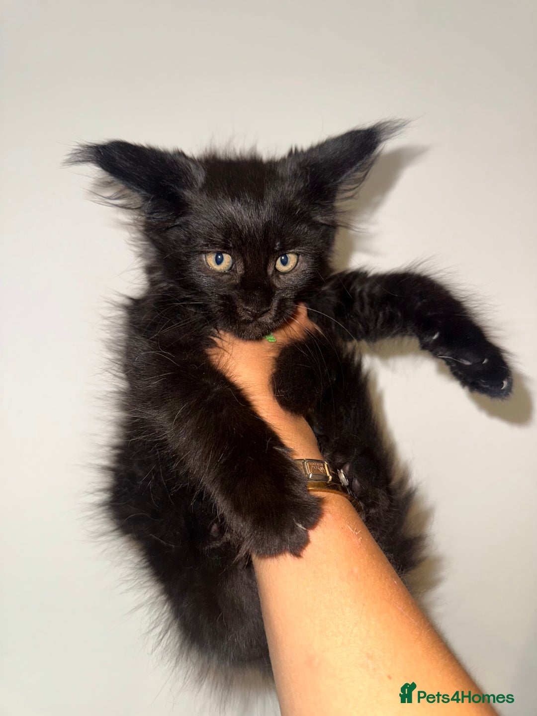 Maine Coon cats for sale: BLACK SMOKE 5 GENERATION PEDIGREE MAINE COONS - Image 5
