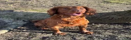 Cockerdor dogs for sale: FOX RED COCKERDOR PUPS - Advert 7
