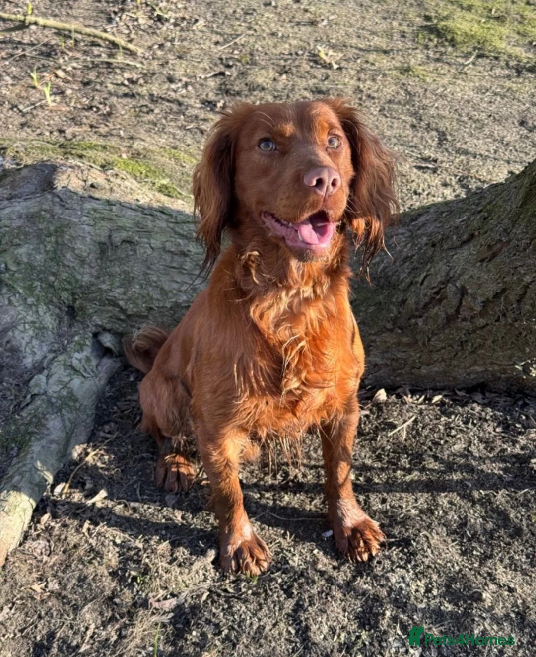 Cockerdor dogs for sale: FOX RED COCKERDOR PUPS - Advert 7