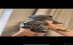 British Shorthair cats for sale: British shorthair kittens  - Image 11