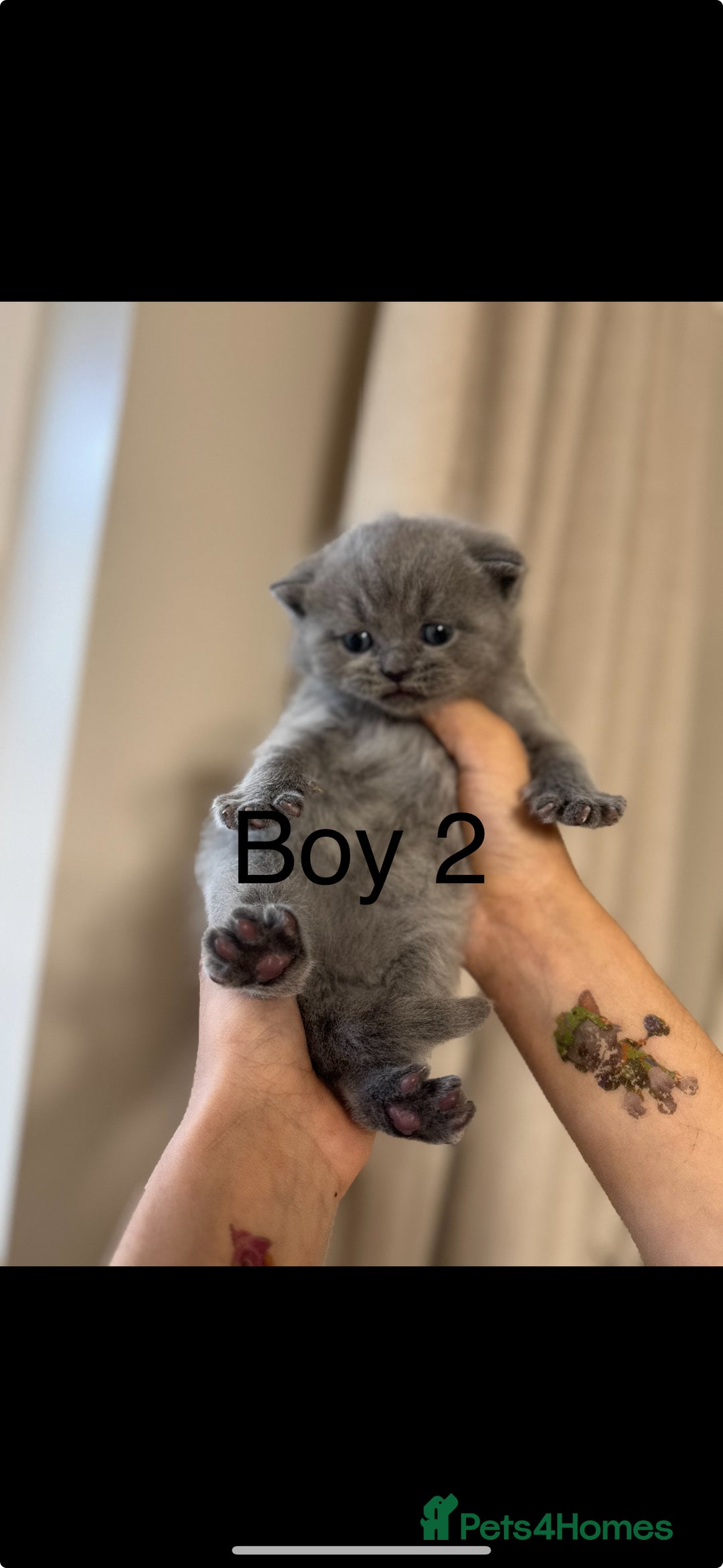 British Shorthair cats for sale: British shorthair kittens  - Image 11
