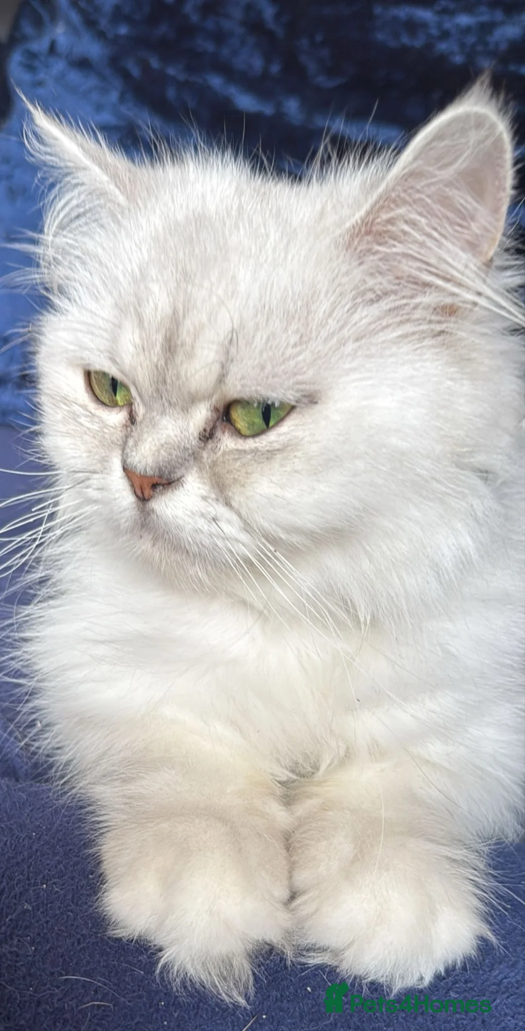 Persian cats for sale: Two silver tipped Persian chinchillas  - Advert 2