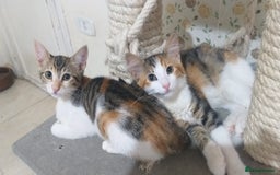 Mixed Breed cats for adoption: Gentle Gemma would love a home to call her own <3 - Image 2