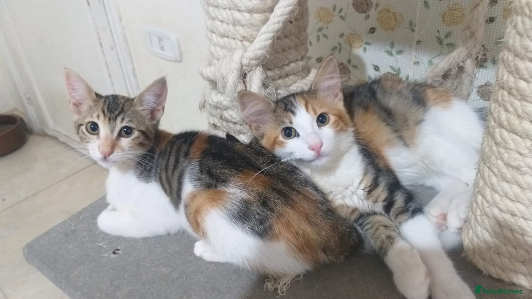 Mixed Breed cats for adoption: Gentle Gemma would love a home to call her own <3 - Image 2