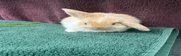 Mini Lop rabbits for sale: Three mini lop boys available  - Advert 8