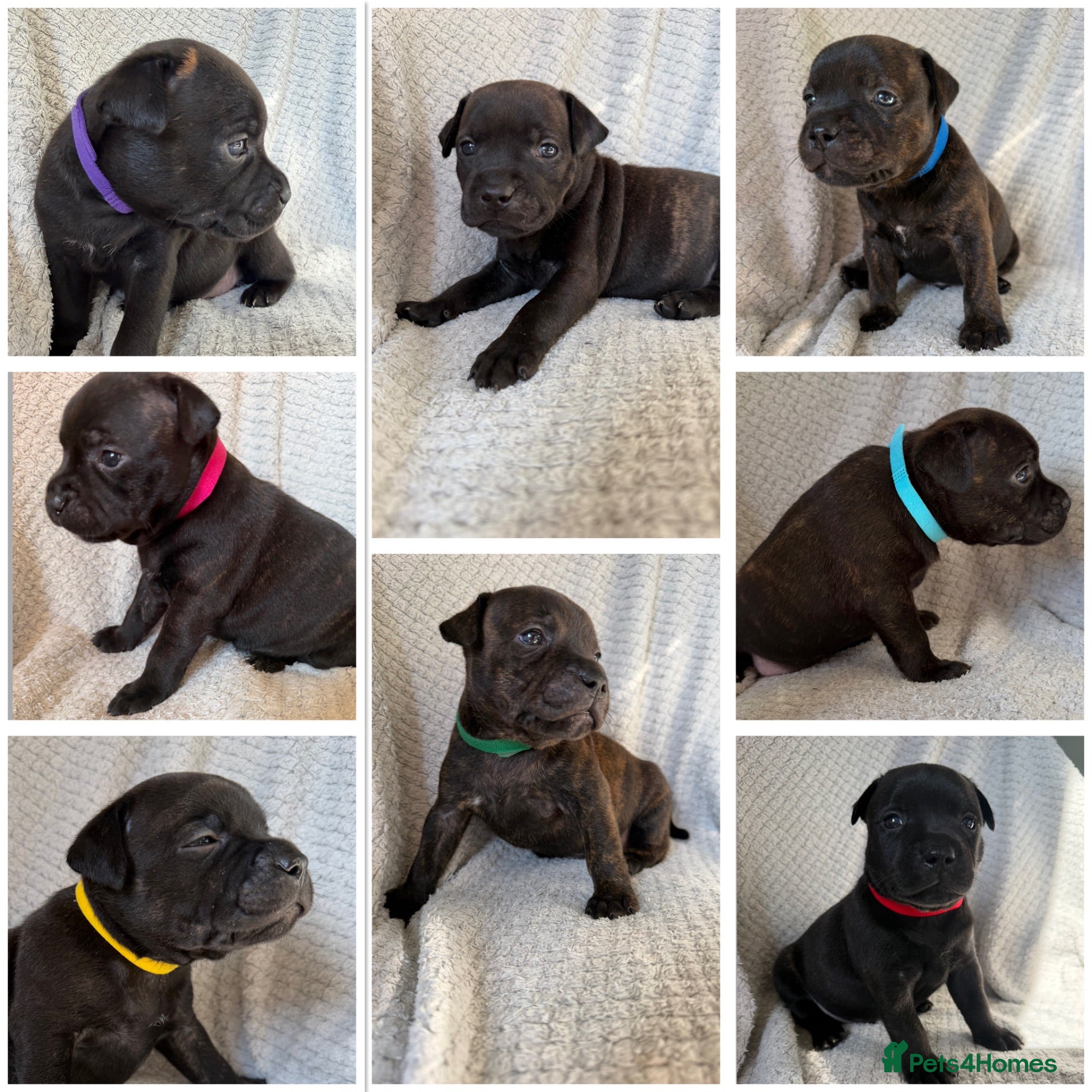 Staffordshire Bull Terrier dogs KC REGISTERED STAFFORDSHIRE BULL TERRIERS  - Advert 3