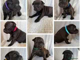 Staffordshire Bull Terrier dogs KC REGISTERED STAFFORDSHIRE BULL TERRIERS - Advert 1