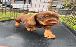 Dachshund dogs for sale: Wire haired dachshund puppies - Image 13