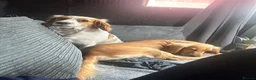 Cockalier dogs for sale: Cockalier adult female  - Advert 13