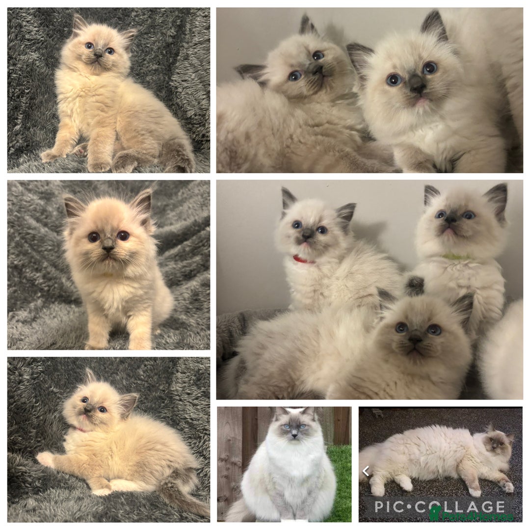 Ragdoll cats for sale: AMAZING QUALITY PEDIGREE HCM/PKD CLEAR KITTENS  - Image 22