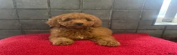 Miniature Poodle dogs for sale: Stunning miniature poodle  in Rochdale - Advert 7