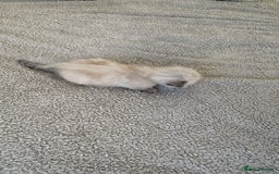 Ragdoll cats for sale: RAGDOLL X KITTENS  - Image 21