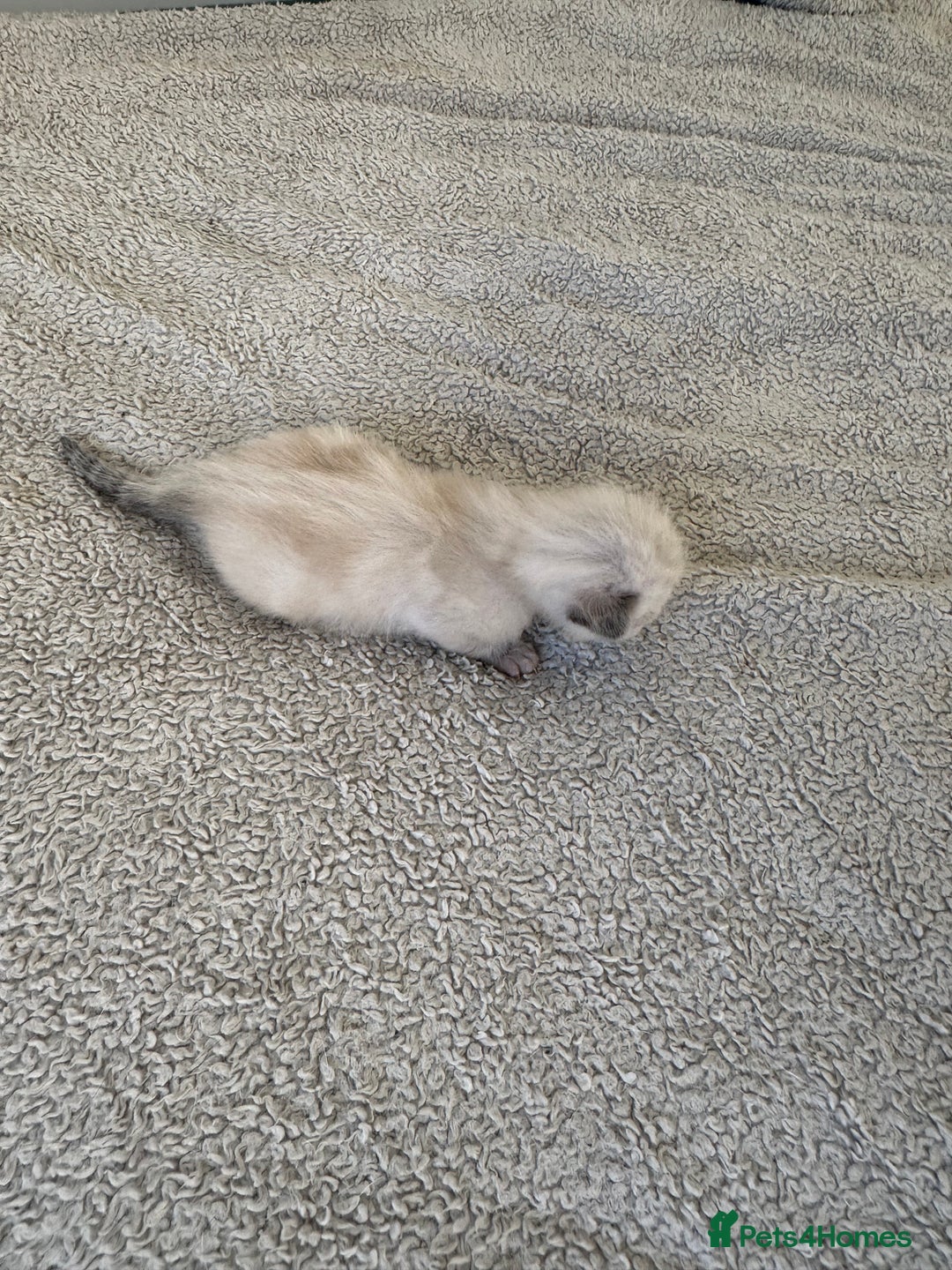 Ragdoll cats for sale: RAGDOLL X KITTENS  - Image 21