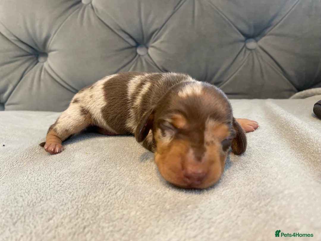Miniature Dachshund dogs for sale: Stunning kennel club registered mini dachshunds  - Advert 5