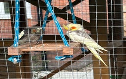 Cockatiels birds for sale: Breeding Pair of Cockatiels - Image 5