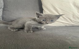 Ragdoll cats for sale: Stunning Ragdoll X for sale - Image 4