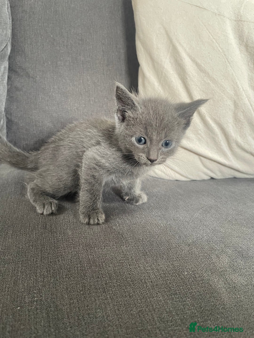 Ragdoll cats for sale: Stunning Ragdoll X for sale - Image 4