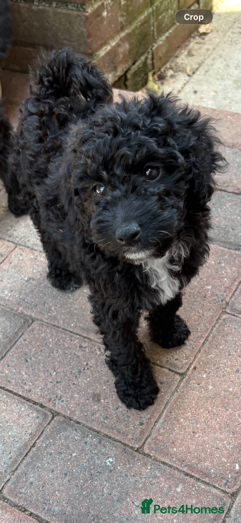 Cockapoo dogs Beautiful f2 cockapoo puppies for sale  - Advert 17