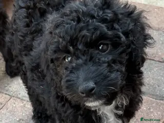 Cockapoo dogs Beautiful f2 cockapoo puppies for sale - Advert 17